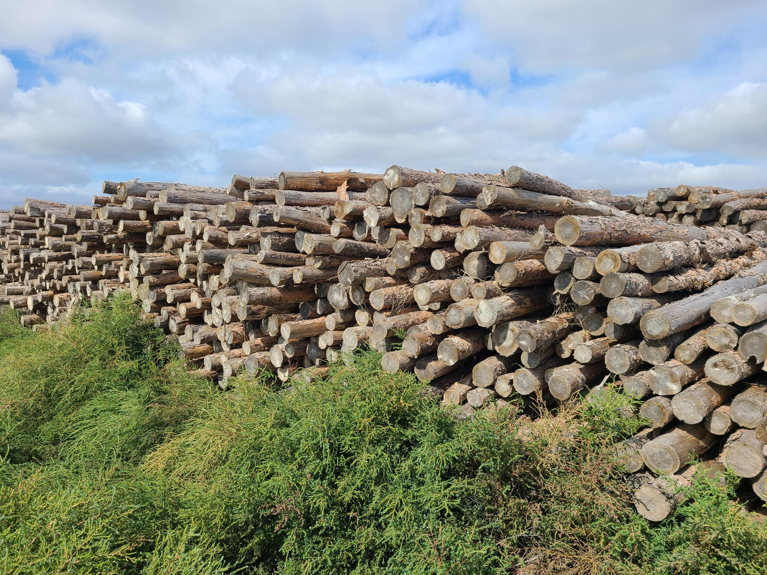 Firewood Logs