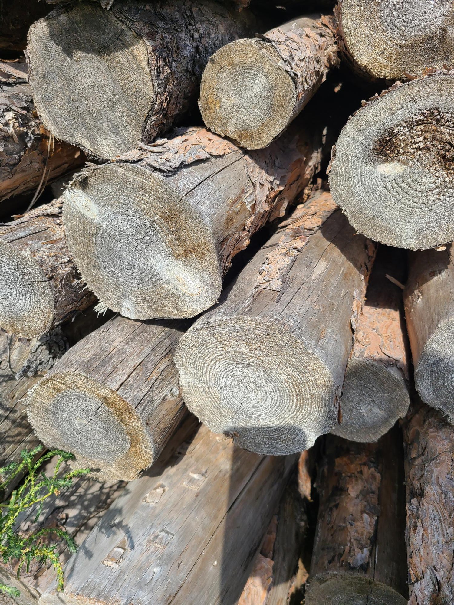 Firewood Logs