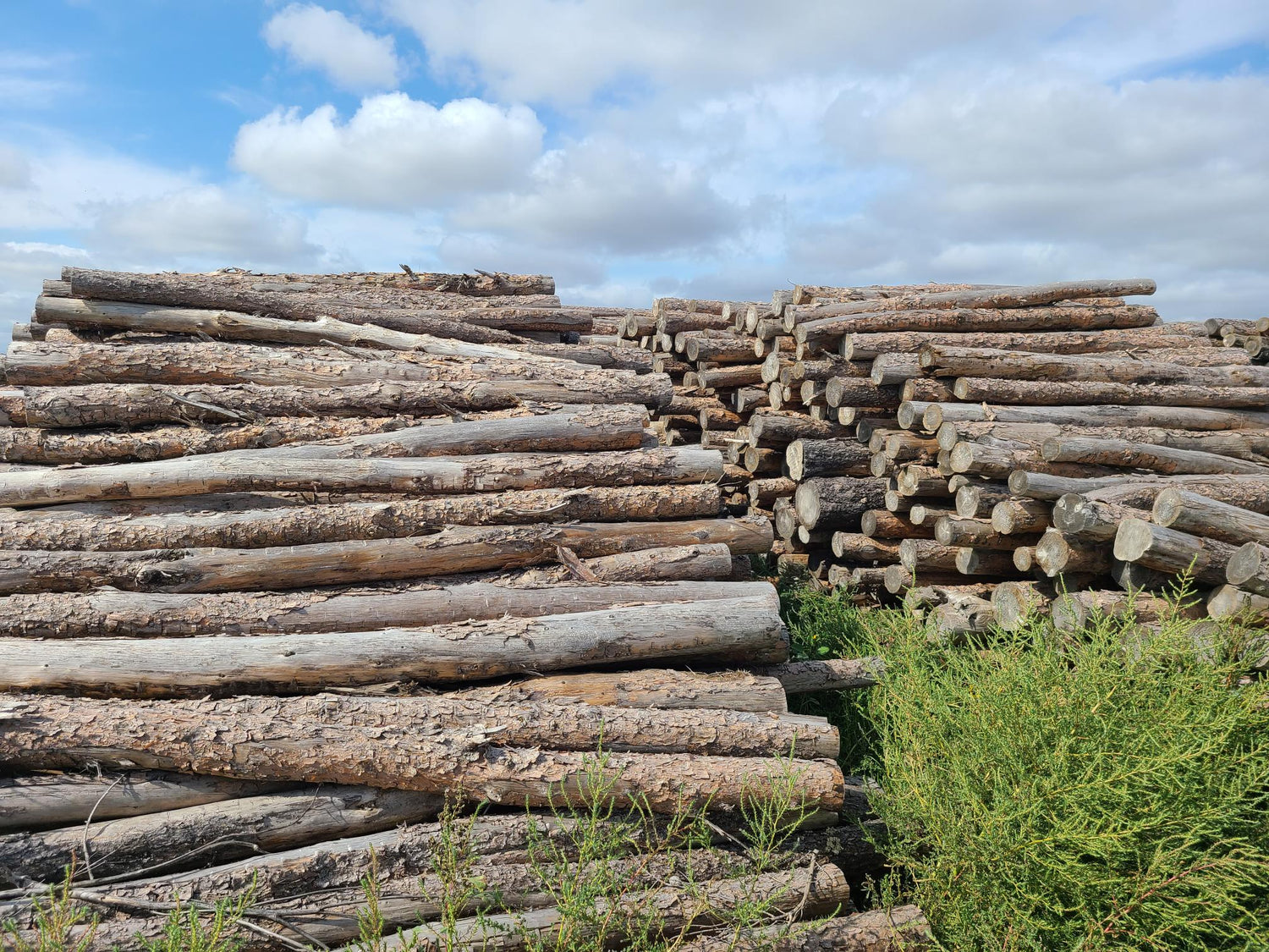 Firewood Logs